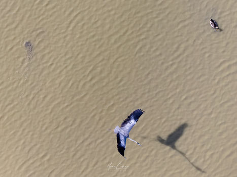 Yeruham - Grey Heron