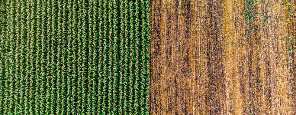 Agriculture in Jezreel Valley