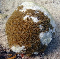 SCTLD Coral disease and health consortium.png
