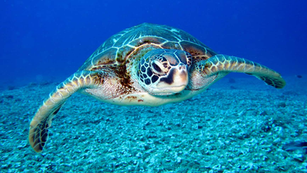 Una comunidad en Tailandia ve un aumento masivo de anidación de tortugas gracias a restricciones ambientales