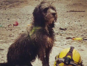 "Mota" el perrito que fue encontrado por voluntarios en Chañaral ahora será rescatista