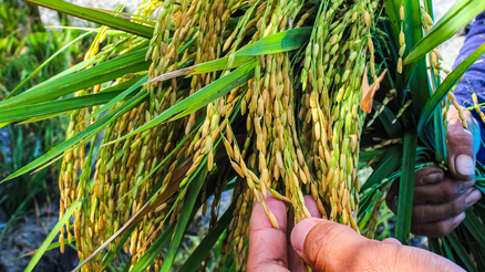 🌾 El Arroz del Futuro: Más Cosechas, Menos Impacto Ambiental 🌱🌎