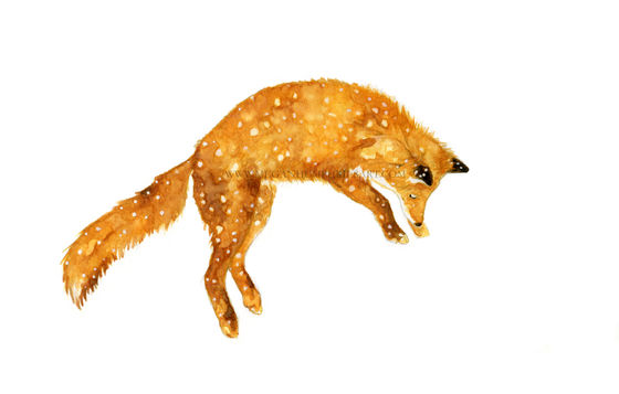Jumping Fox