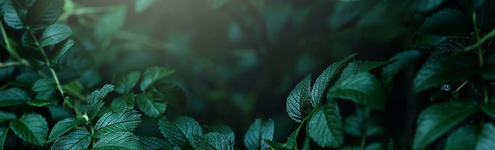 Banner.jpg