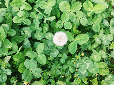 clover