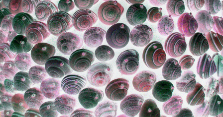 funny shells.gif