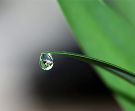 A mindful moment as a water droplet hangs from the edge of a leaf
