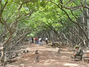 "Hè này nên du lịch ở đâu?" - Trốn Nóng Cùng Thiên Nhiên Xanh Mát Tại Cần Giờ 