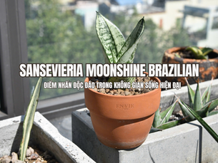 Sansevieria Moonshine Brazilian - Vẻ đẹp tinh tế trong không gian sống hiện đại