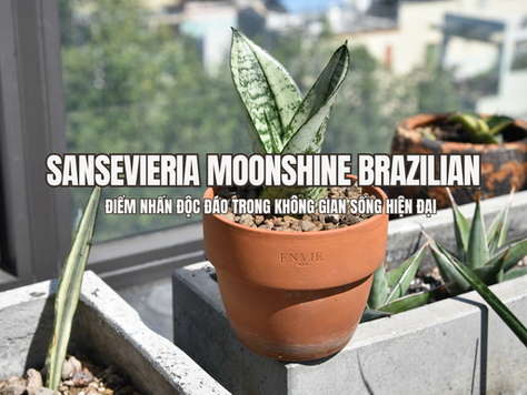 Sansevieria Moonshine Brazilian - Vẻ đẹp tinh tế trong không gian sống hiện đại