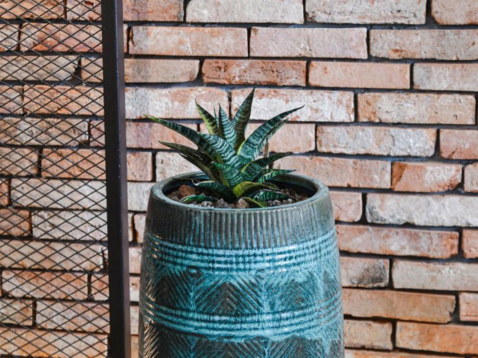 Decor một chậu cây giúp mang đến lợi ích thị giác và thư giãn cho không gian. Ảnh: Little Cây