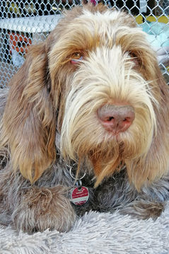Zuchthündin Spinone Italiano Lotta - Waldläufer vom Ländle.jpg