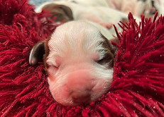 Waldläufer vom Ländle Spinone Italiano Welpen