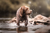 Zuchthündin Spinone Italiano Lotta - Waldläufer vom Ländle.jpg