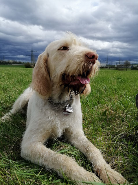 Zuchthündin Spinone Italiano Gina - Waldläufer vom Ländle.jpg