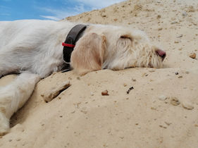 Zuchthündin Spinone Italiano Gina - Waldläufer vom Ländle.jpg