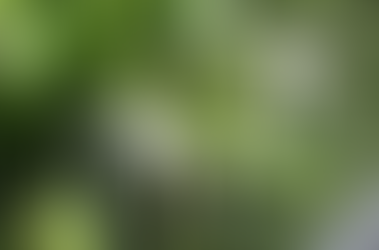 Cây đại tướng quân chữa bệnh đau lưng và 10 bài thuốc hay nhất