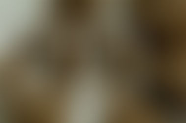 Tang phiêu tiêu có tác dụng gì? Vị thuốc điều trị di tinh, liệt dương hiệu quả