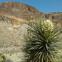 Burro Mesa Big Bend National Park