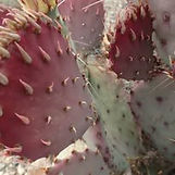 Prickly Pear Cactus Big Bend