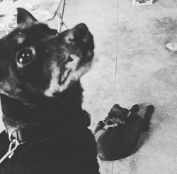 Shop dogs Mr. Magoo (Chiweenie) in foreground and Jeff (black lab puppy) curled up on the shop floor