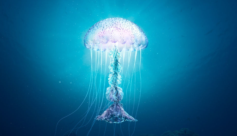 6024_WWF_Jellyfish_HR_web.jpg