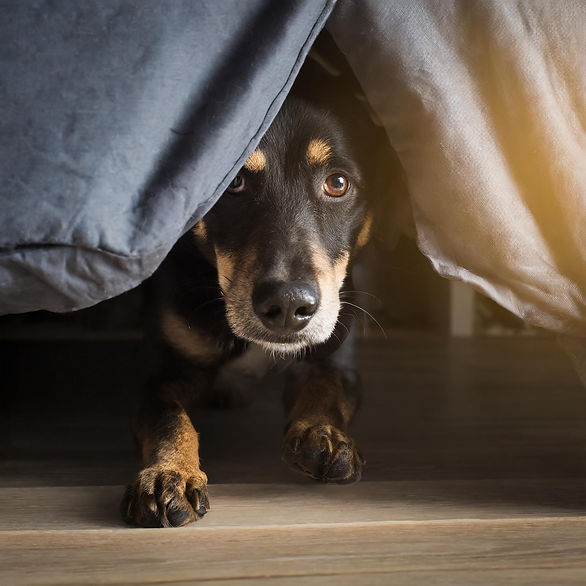 Firefly Dunkler Hund hat angst, versteckt sich unter dem bett 92846.jpg