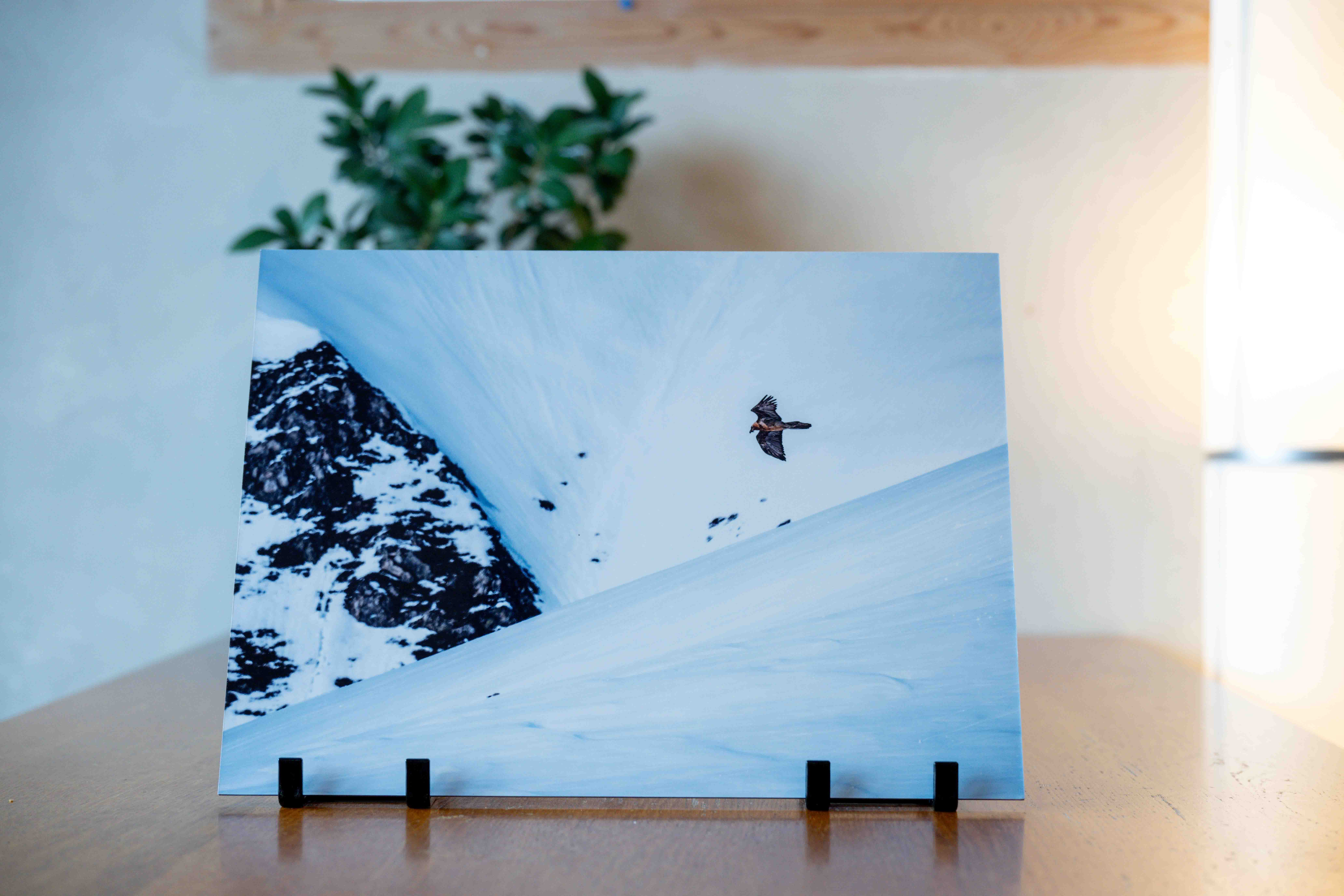 Gypaète barbu sur dibond 3mm 30*40cm