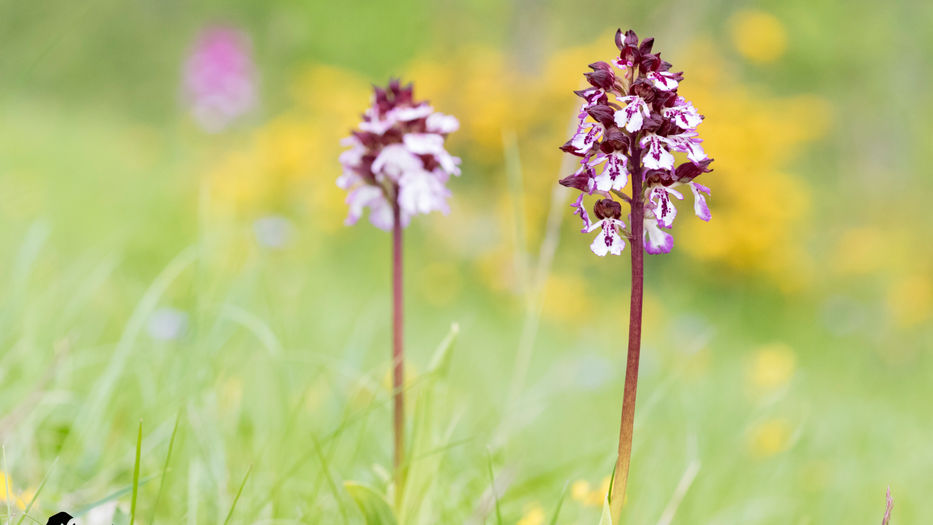 Orchidée Caro Altitude Sauvage Savoie