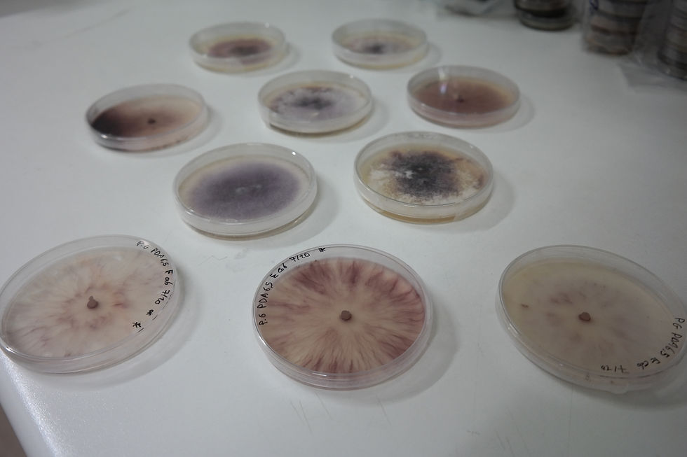 Fusarium circinatum cultures