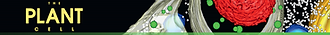 plantcelltop.png