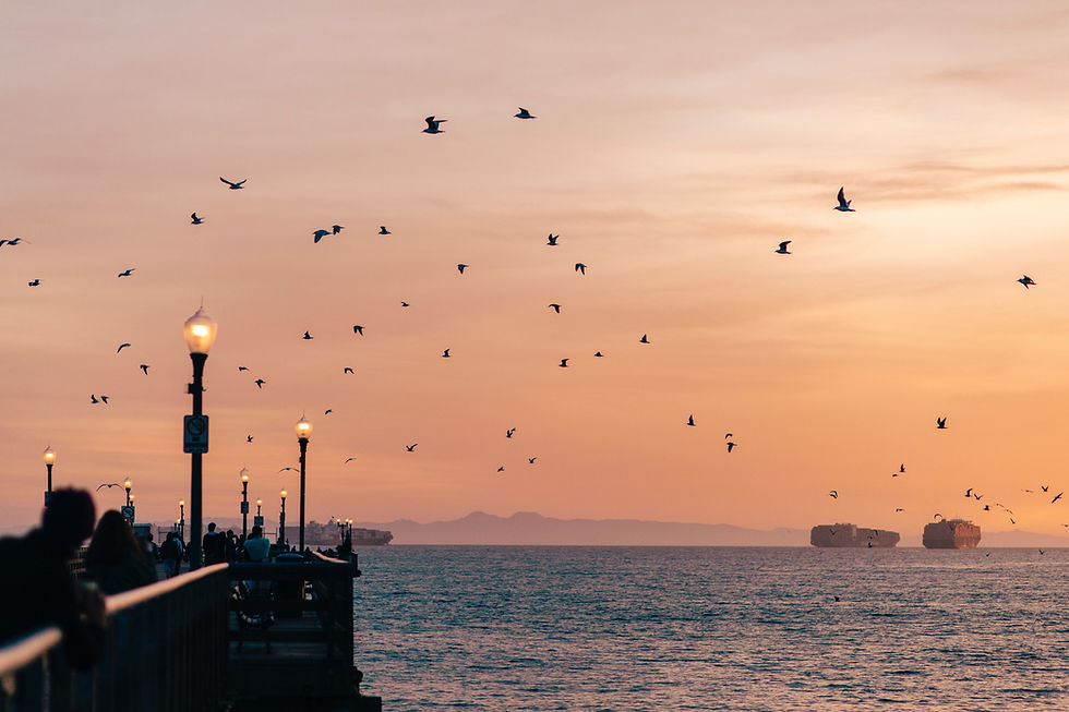 Birds flying at Sunset at Seal Beach Pier in CA