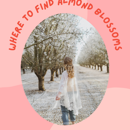 Best Time and Place to See Almond Blossoms in California