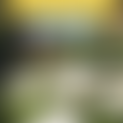 Visit Calla Lily Valley: Bloom Time & Location