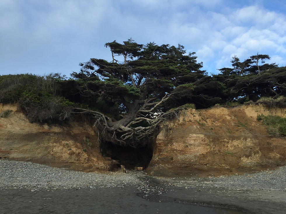 Kalaloch Beach Campgrounds Tree of Life Washington