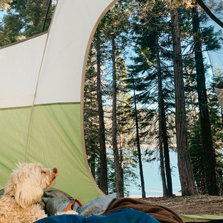 Campground Views from the Tent of French Meadows Campground