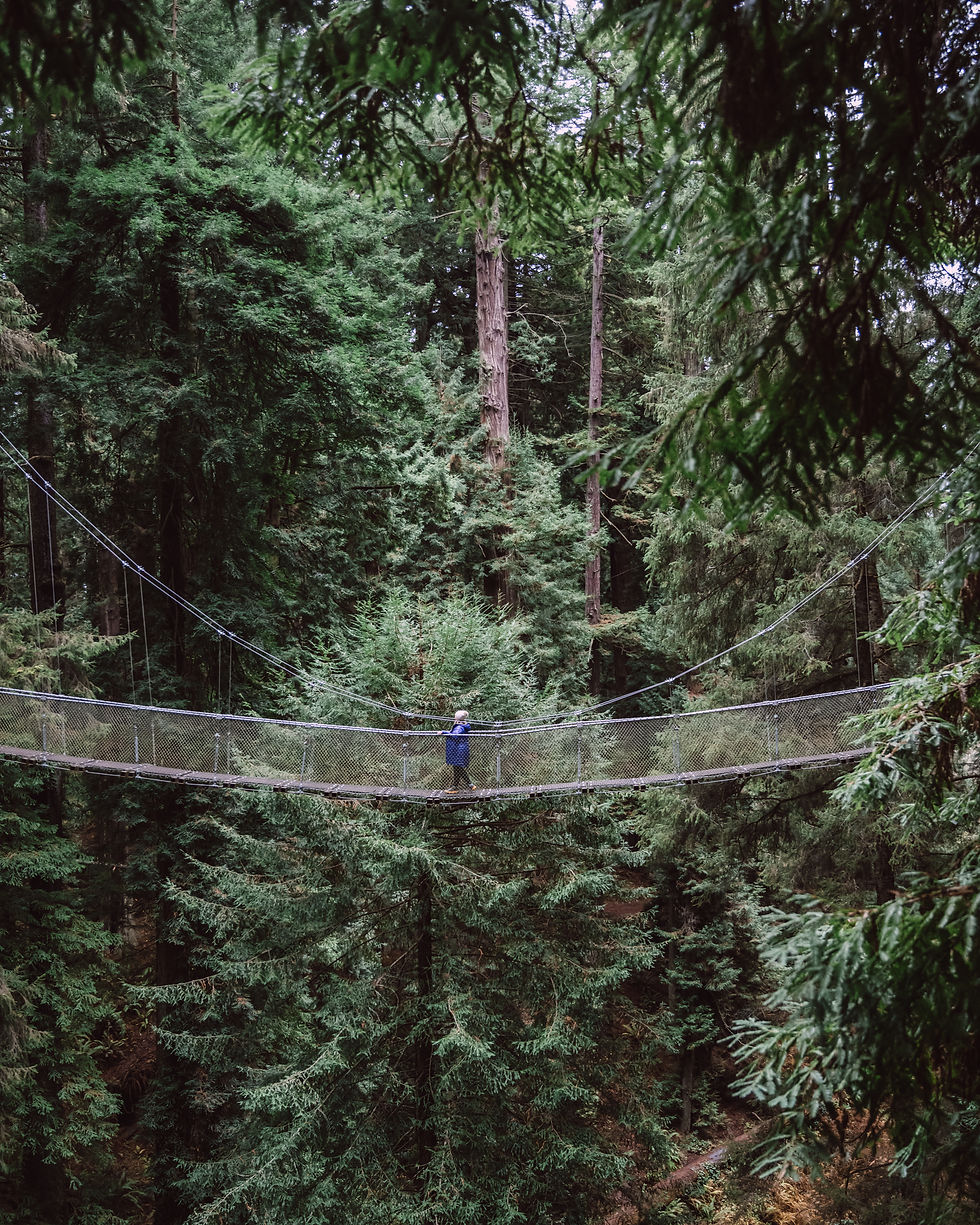 girl standing on suspension bridge surrounded by redwood forest