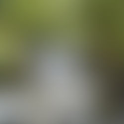 WHISKEYTOWN DREAMIN’