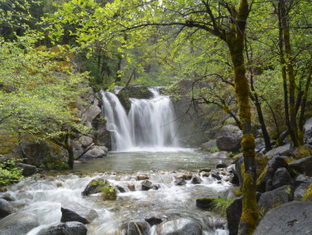 WHISKEYTOWN DREAMIN’