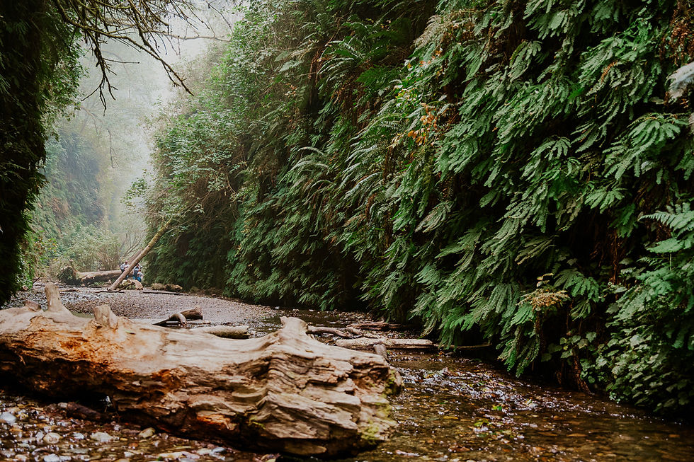 The infamous Fern Canyon in the Prairie Creek Redwoods State Park.