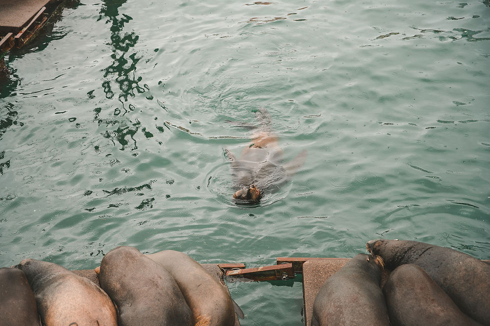 Seal Docks in Newport Oregon