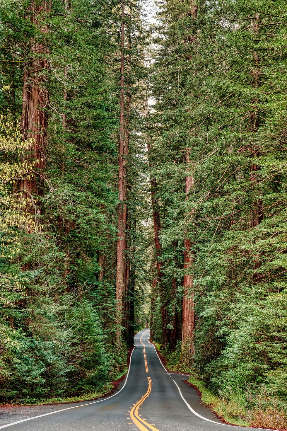 Avenue of Giants Road Trip Humboldt County_Brittsbellavita