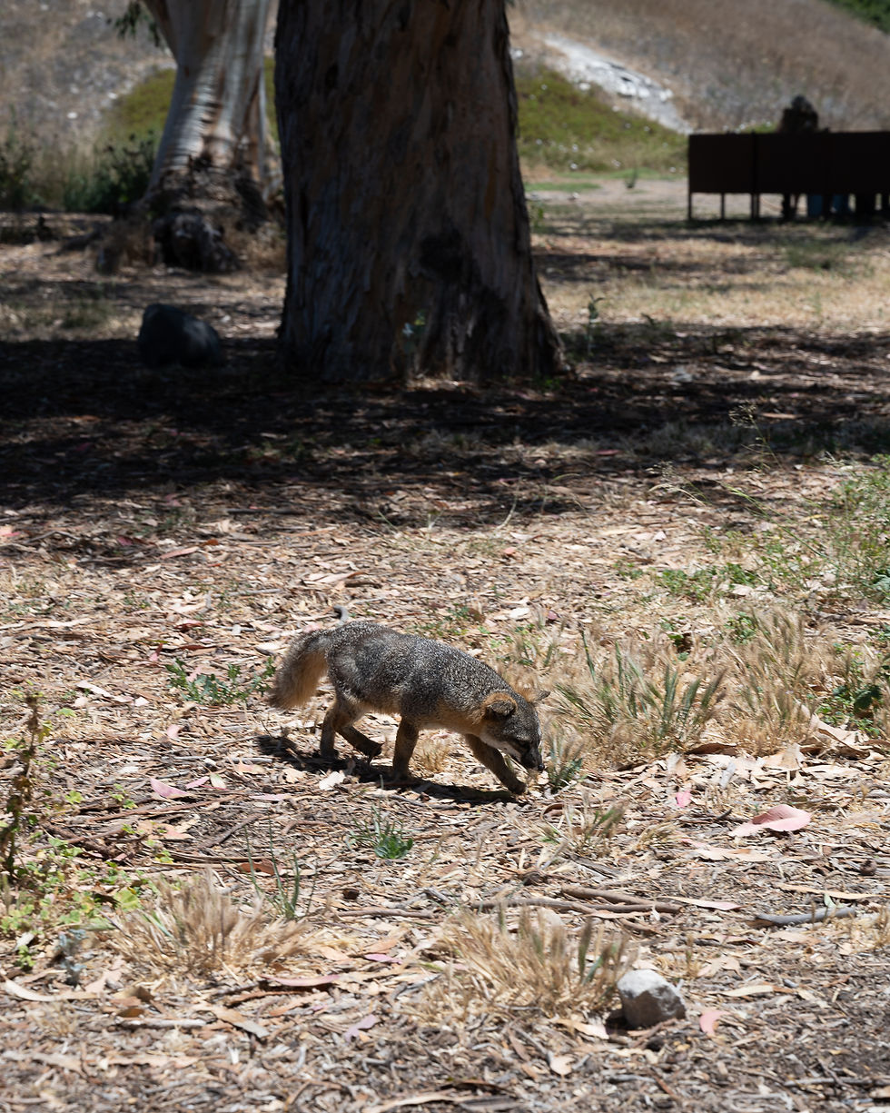 Spot many Island Foxes roaming the island! They don't pay any attention to humans!