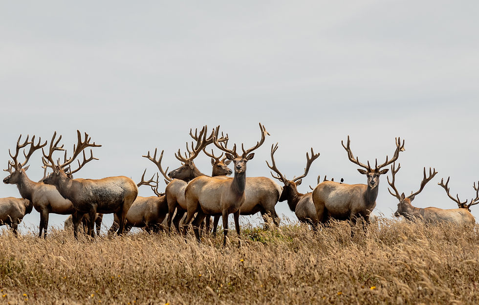 Point Reyes National Seashore Elk_brittsbellavita