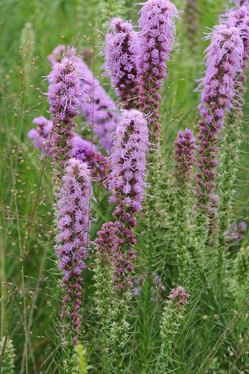 Meadow Blazing Star (Liatris ligulistylis)