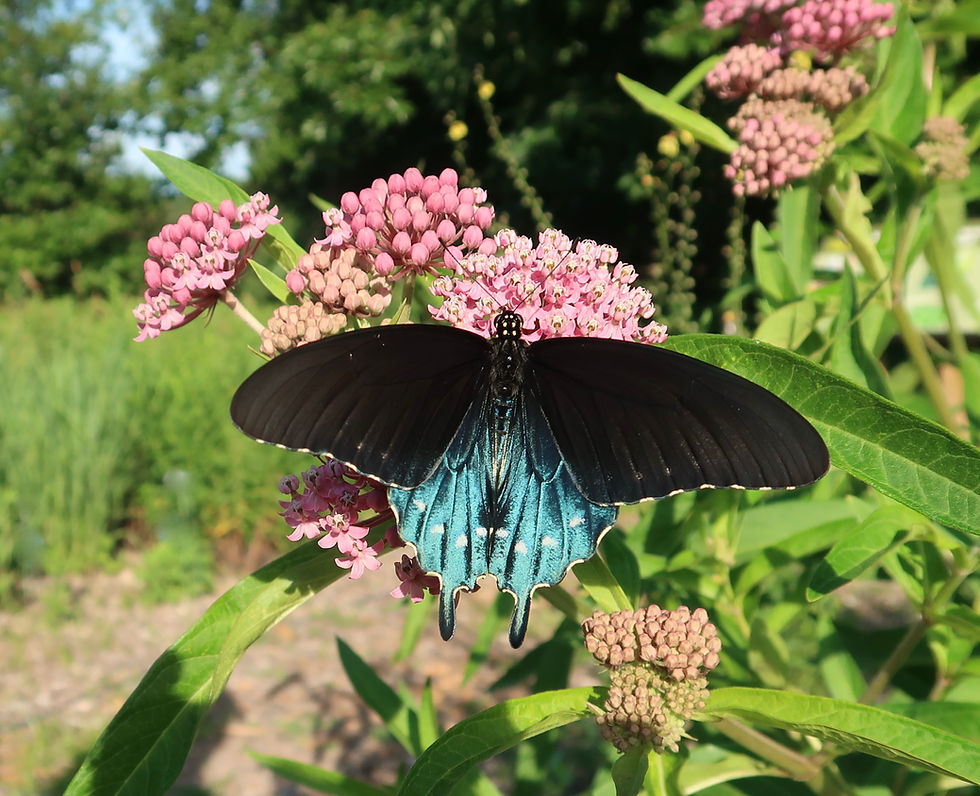 2026 Native Plant Sale Starts