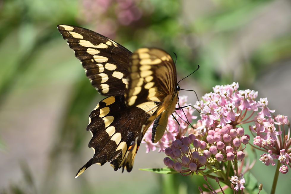 Gardening for Butterflies