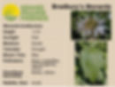 Thumbnail: Bradbury’s monarda (Monarda bradburiana)
