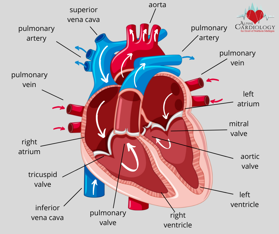 heart-anatomy-1.png