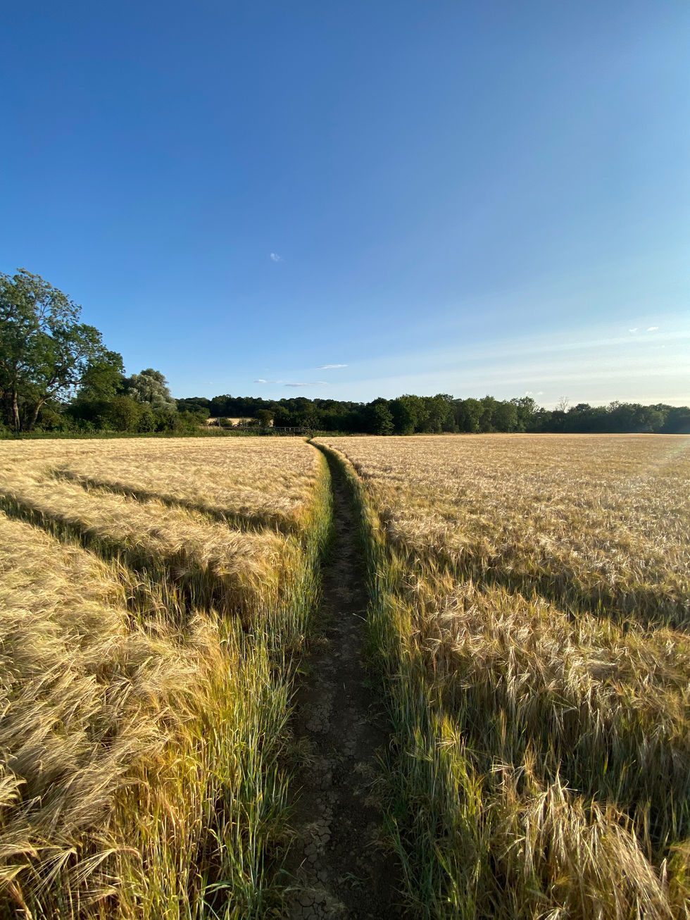 A field of corn signifying the path of life